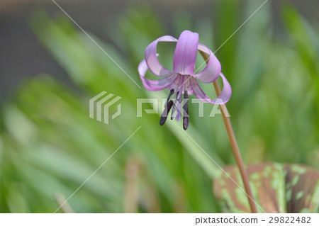 Katakuri花 29822482