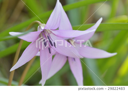 Katakuri flowers Katakuri flowers 29822483