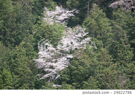 櫻花在森林裡 29822786
