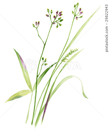 格林葉 格林葉 29822943