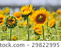 sunflower	 29822995
