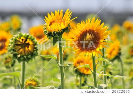 sunflower sunflower 29822995