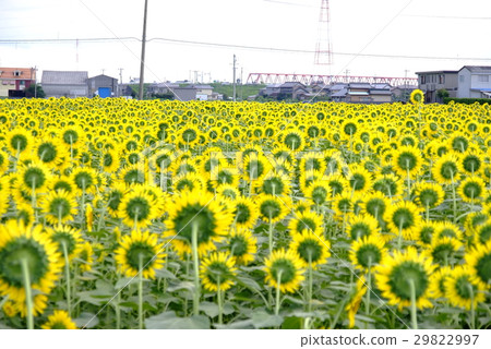 After sunflower view 29822997