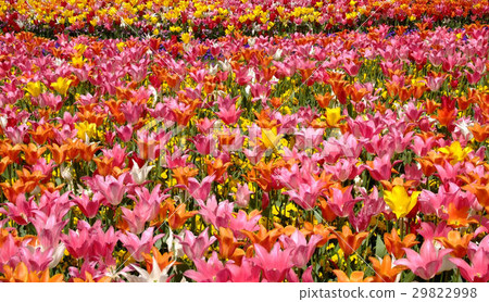 Tulip Tulip 29822998