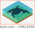 killer whale vector 29823030