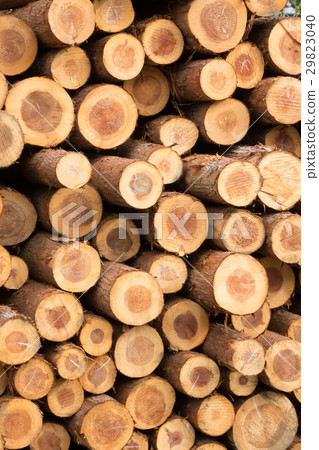 Wood 29823040