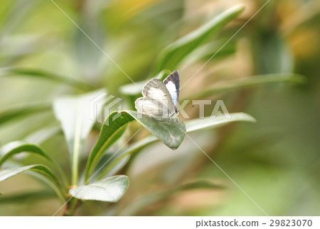 Small gray butterfly Small gray butterfly 29823070