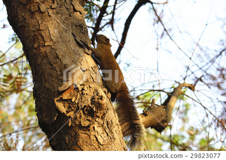 松鼠 松鼠 29823077