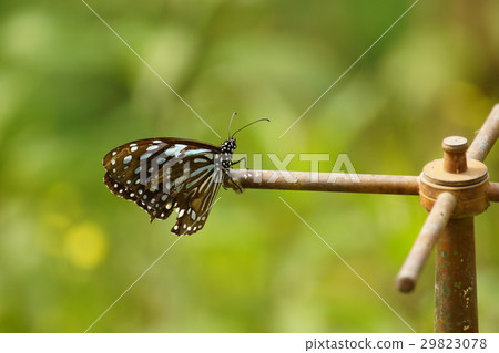 淡紋青斑蝶 29823078