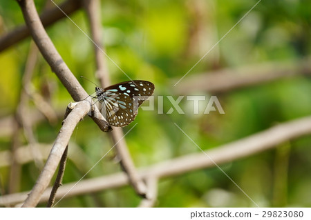 淡紋青斑蝶 淡紋青斑蝶 29823080