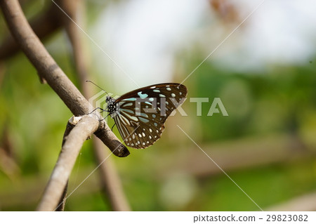 淡紋青斑蝶 29823082