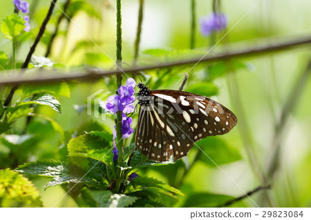 淡紋青斑蝶 29823084
