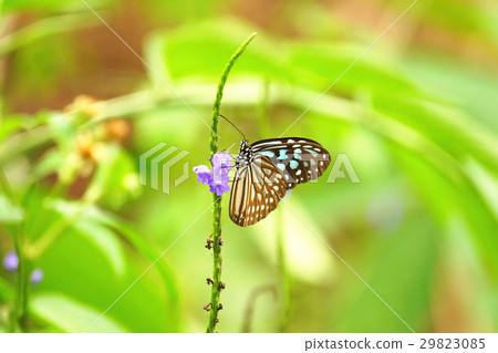 淡紋青斑蝶 29823085