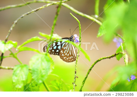 淡紋青斑蝶 29823086
