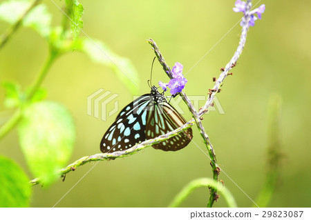 淡紋青斑蝶 29823087