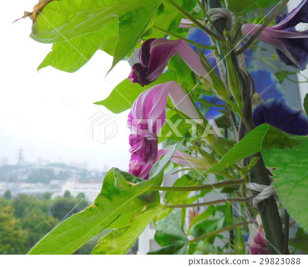 花結束開花牽牛花 花結束開花牽牛花 29823088