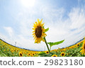sunflower	 29823180
