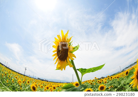 sunflower sunflower 29823180
