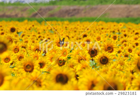 Butterfly on Sunflower Butterfly on Sunflower 29823181