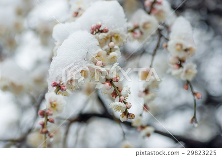 Spring snow and prickly plum Spring snow and prickly plum 29823225