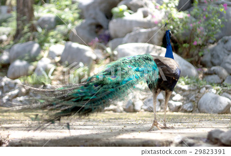 feather peacock walking 29823391