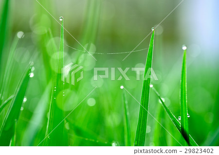 Morning dew on grass tip 29823402