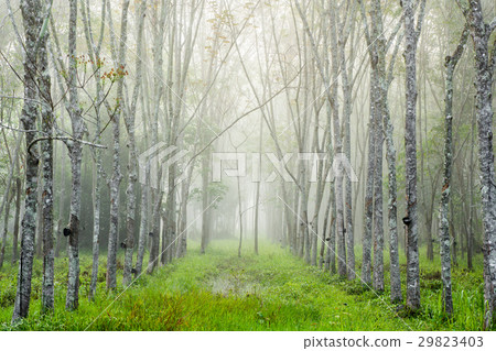 Thailand rubber trees forest in morning fog 29823403