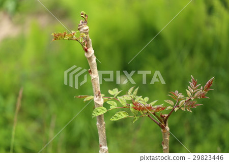 塔拉的芽 塔拉的芽 29823446
