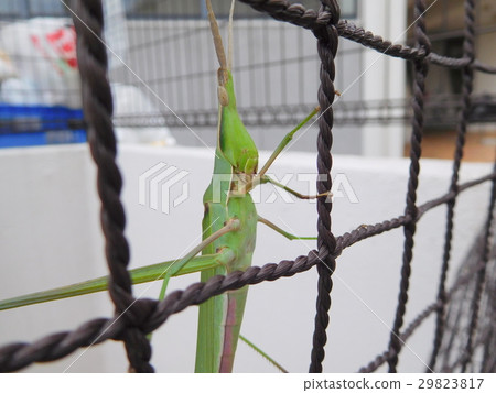 Shorurigata 29823817