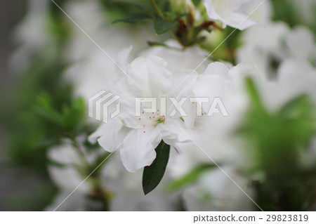 Rhododendron Flowers in a public park 29823819
