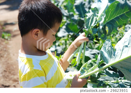 收穫西蘭花 29823931