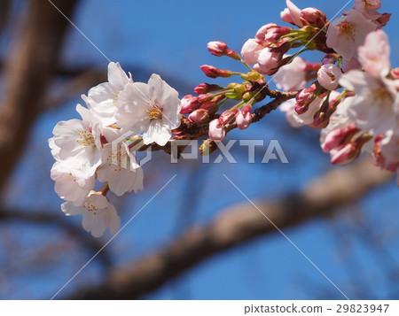 櫻花 櫻花 29823947