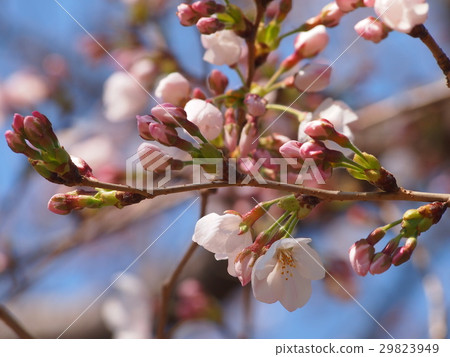 櫻花 櫻花 29823949