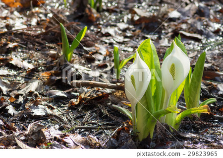 Water Basho Water Basho 29823965