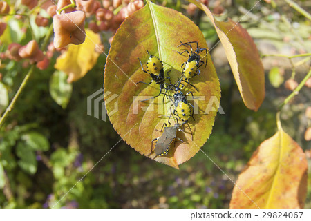 Bug Bug 29824067