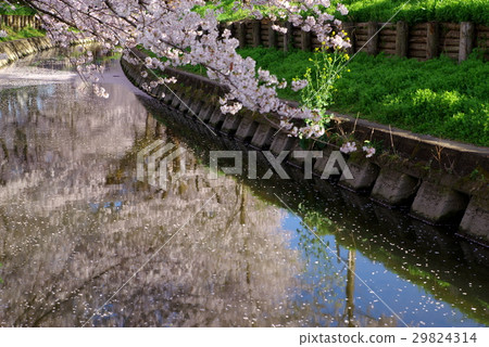 在河岸和河邊的櫻花樹綠色河岸Shinkawaegawa河2017 c水平 在河岸和河邊的櫻花樹綠色河岸Shinkawaegawa河2017 c水平 29824314