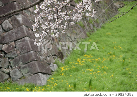 Moat of cherry blossoming Nagoya castle 29824392