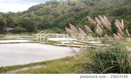 台灣 宜蘭 草嶺古道 遠望坑親水公園 芒草 種田 台灣 宜蘭 草嶺古道 遠望坑親水公園 芒草 種田 29824398