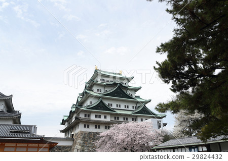 Cherry blossoming Nagoya castle Cherry blossoming Nagoya castle 29824432
