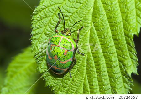 Red moss Red moss 29824558