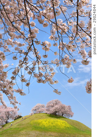 Sakitama古墓的櫻花 29824844