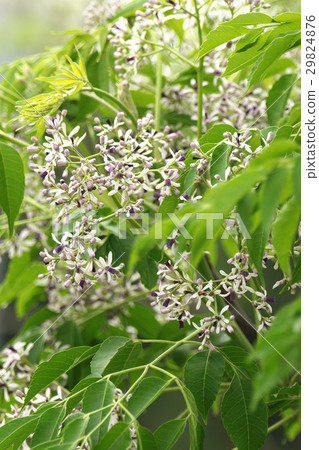 苦楝樹 苦楝樹 29824876