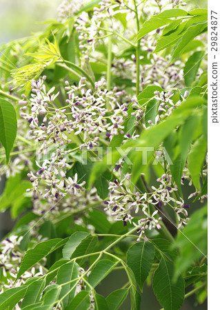 苦楝樹 苦楝樹 29824877