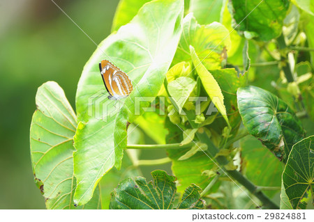 玄珠帶蛺蝶 29824881