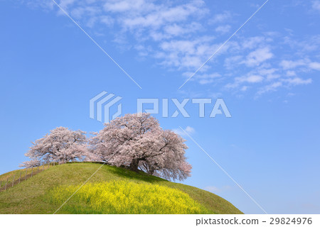 Sakitama古墓的櫻花 29824976