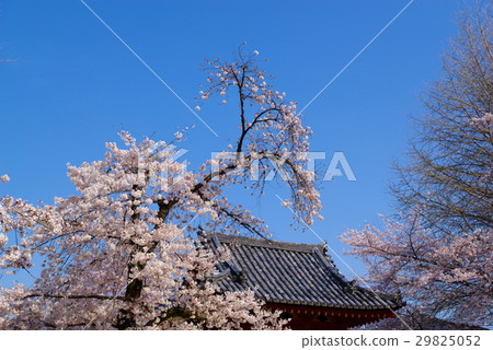 Cherry blossoms with seven full blooms, blue sky and the roof of the temple b Cherry blossoms with seven full blooms, blue sky and the roof of the temple b 29825052