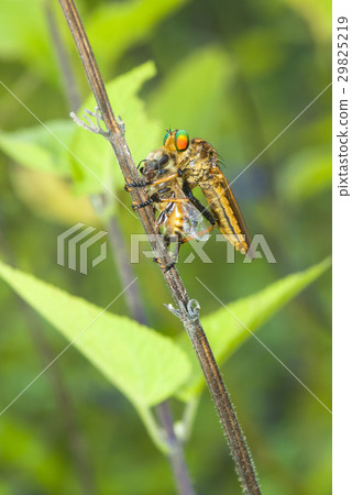 Aoméab Aoméab 29825219