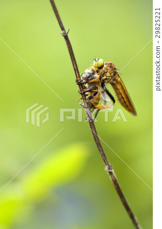 Aoméab Aoméab 29825221