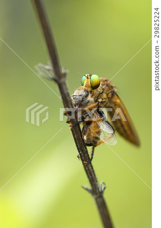 Aoméab Aoméab 29825224