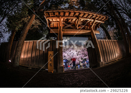 Sakura garden night cherry 2 Sakura garden night cherry 2 29825226